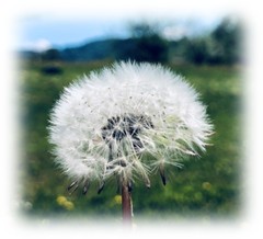 Ev.-Luth. Kindergarten Pusteblume